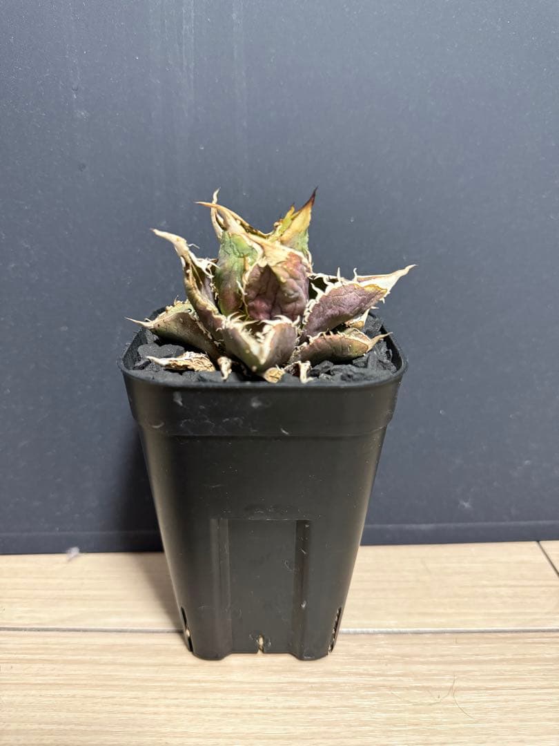 アガベブツブツ　ノーネーム　チタノタ　オテロイ　実生