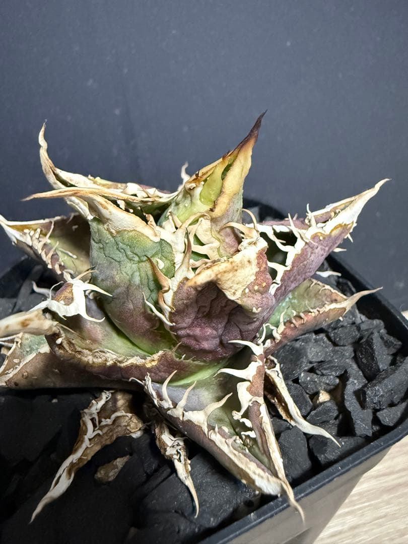 アガベブツブツ　ノーネーム　チタノタ　オテロイ　実生