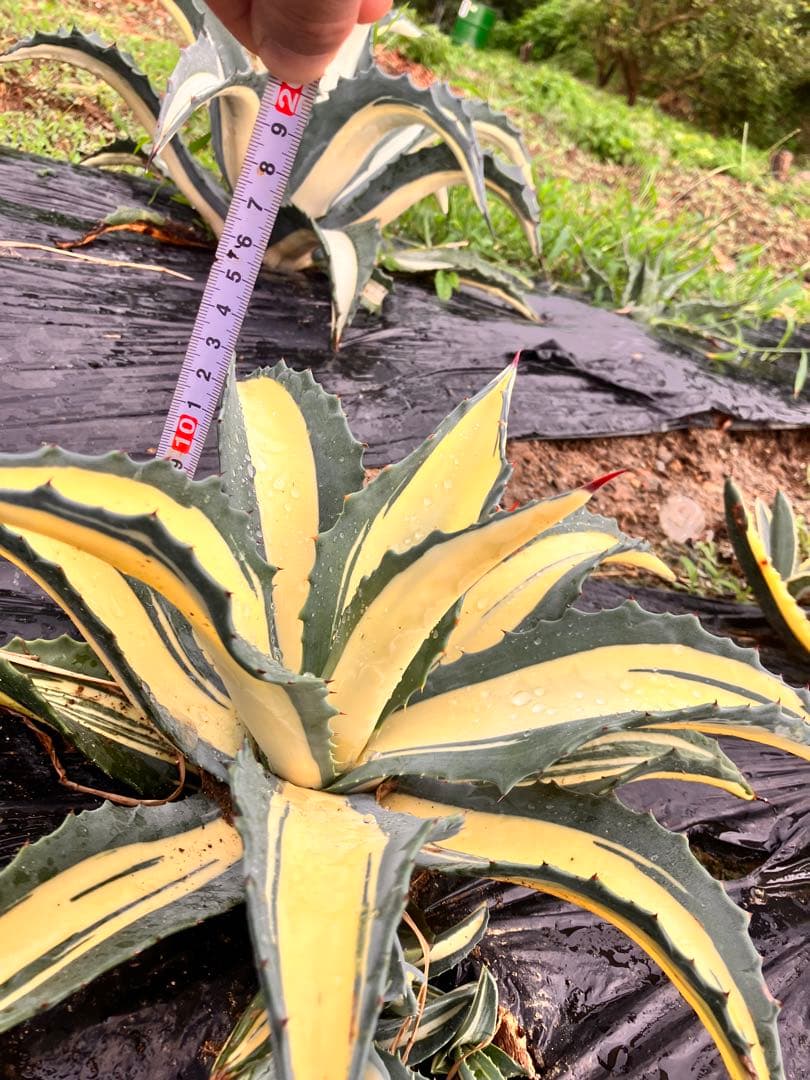 アガベ アメリカーナ黄中斑 那智の輝き - メルカリ