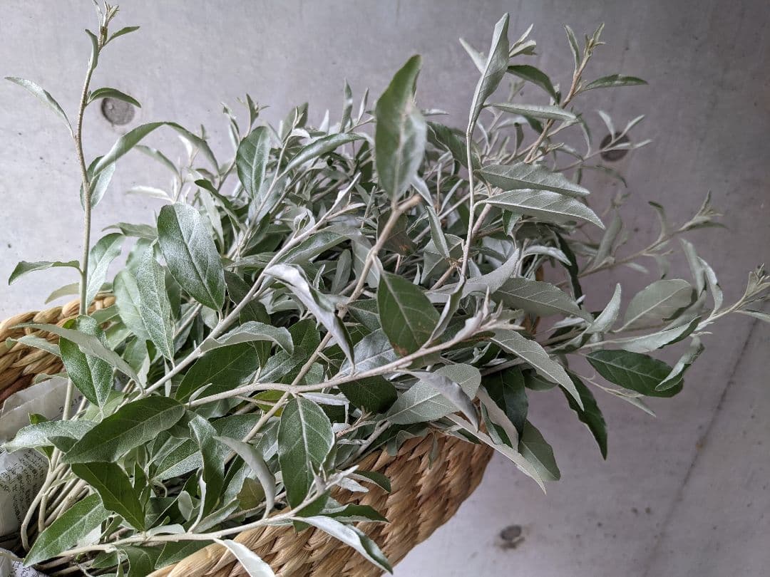 ❈ ロシアンオリーブ フレッシュ❈