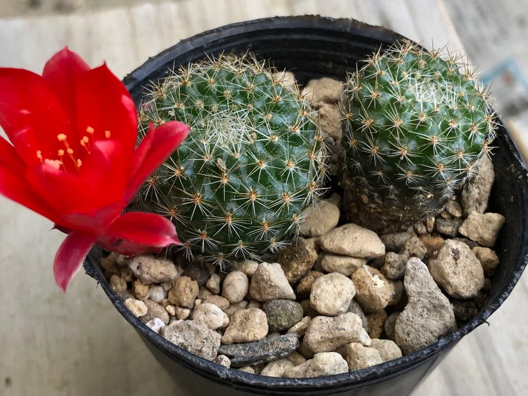 花サボテン　レブチア　宝山　抜き苗