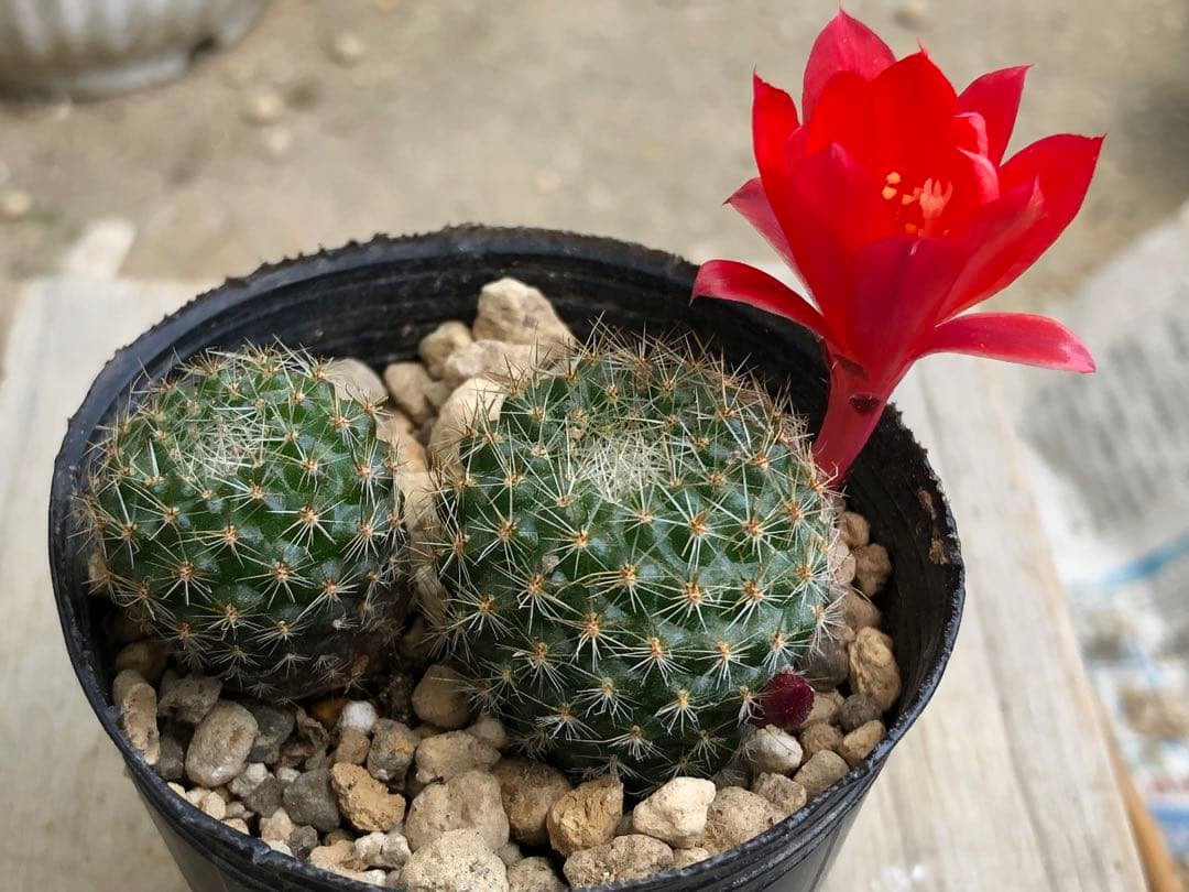 花サボテン　レブチア　宝山　抜き苗