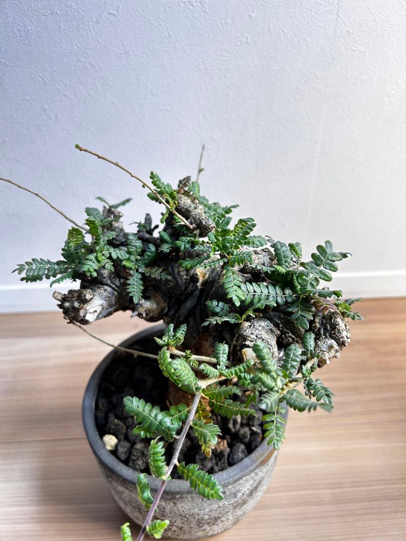 【発根済】ボスウェリア ネグレクタ