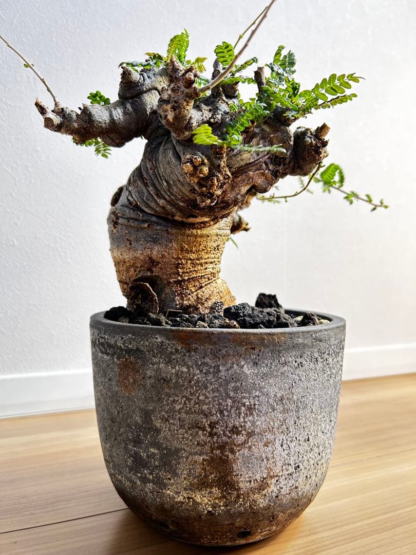 【発根済】ボスウェリア ネグレクタ