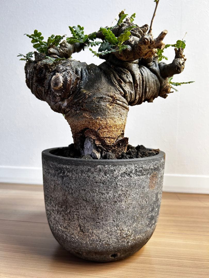 【発根済】ボスウェリア ネグレクタ