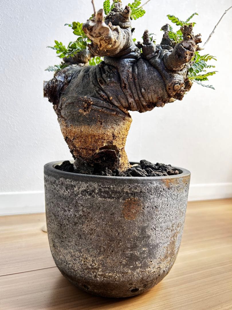 【発根済】ボスウェリア ネグレクタ