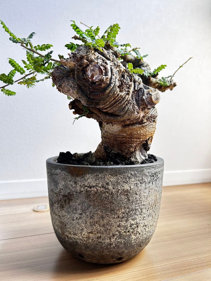 【発根済】ボスウェリア ネグレクタ