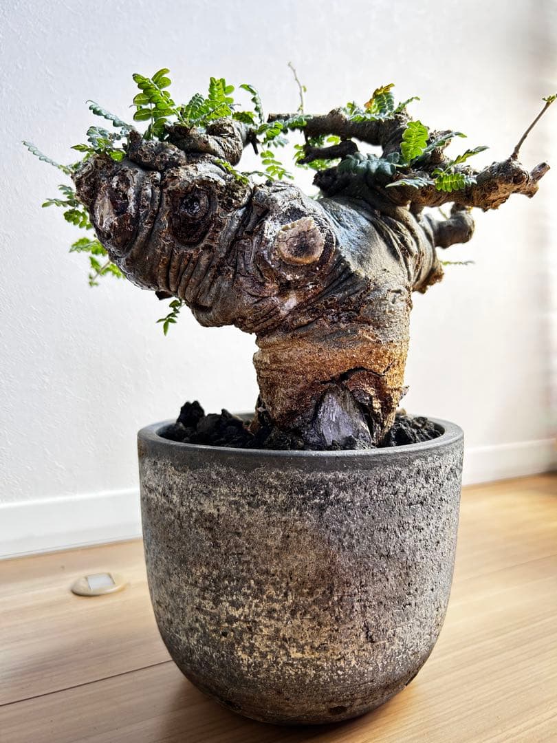 【発根済】ボスウェリア ネグレクタ