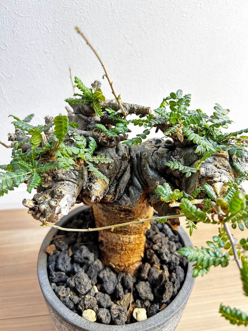 【発根済】ボスウェリア ネグレクタ