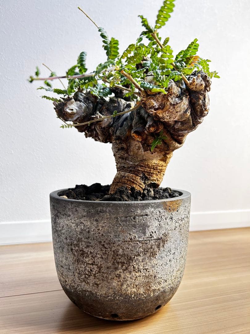 【発根済】ボスウェリア ネグレクタ