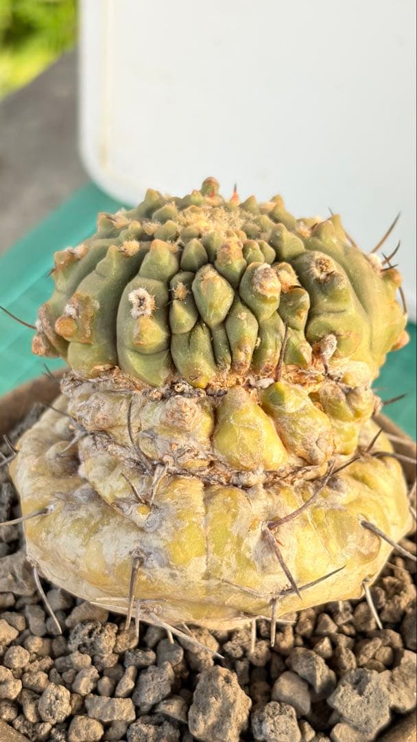 Youtubeショート商品登場　05 ギムノカリキウム　陶器鉢付　小品盆栽