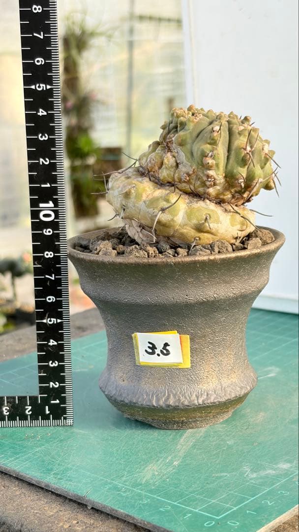 Youtubeショート商品登場　05 ギムノカリキウム　陶器鉢付　小品盆栽