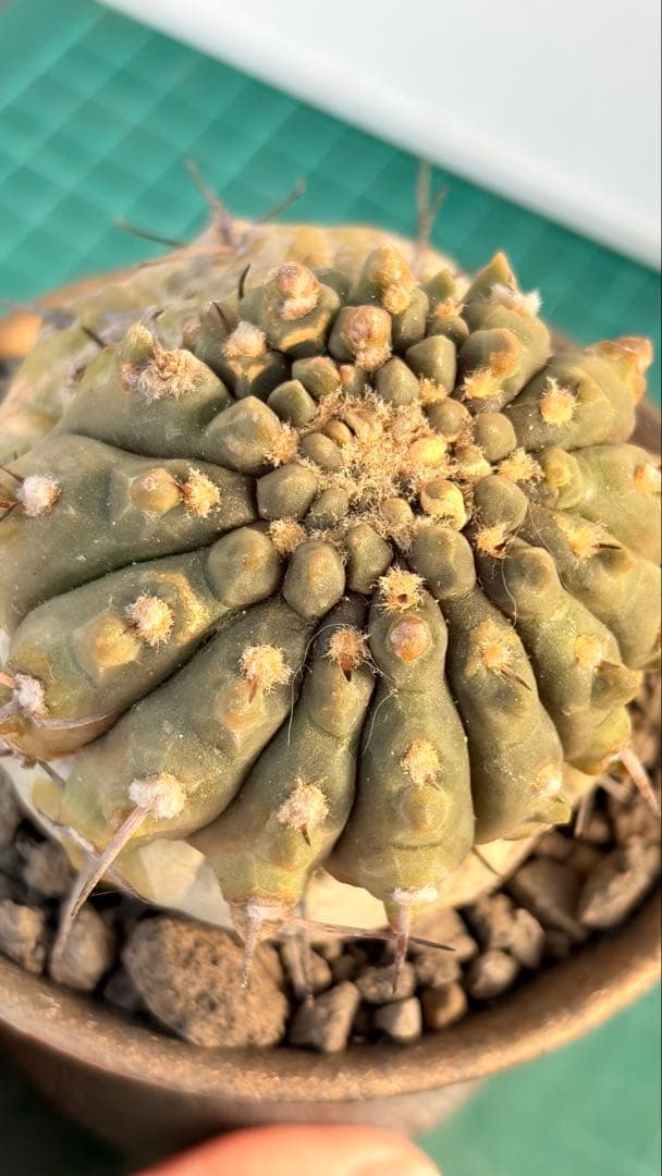 Youtubeショート商品登場　05 ギムノカリキウム　陶器鉢付　小品盆栽