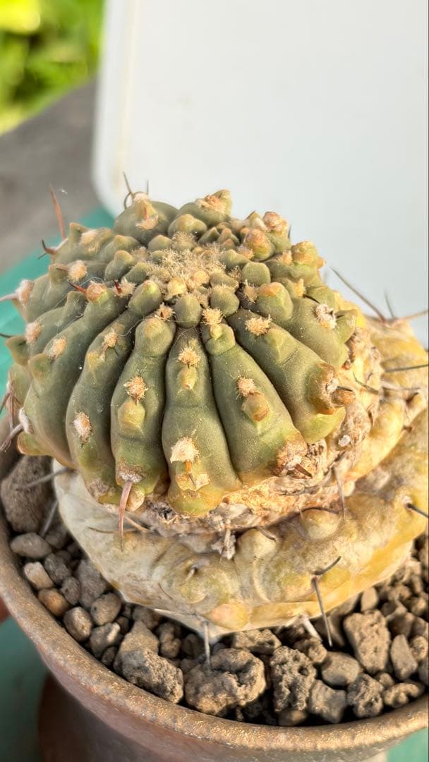 Youtubeショート商品登場　05 ギムノカリキウム　陶器鉢付　小品盆栽