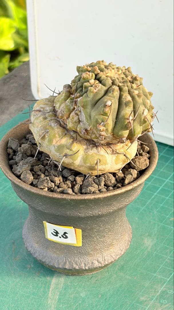 Youtubeショート商品登場　05 ギムノカリキウム　陶器鉢付　小品盆栽