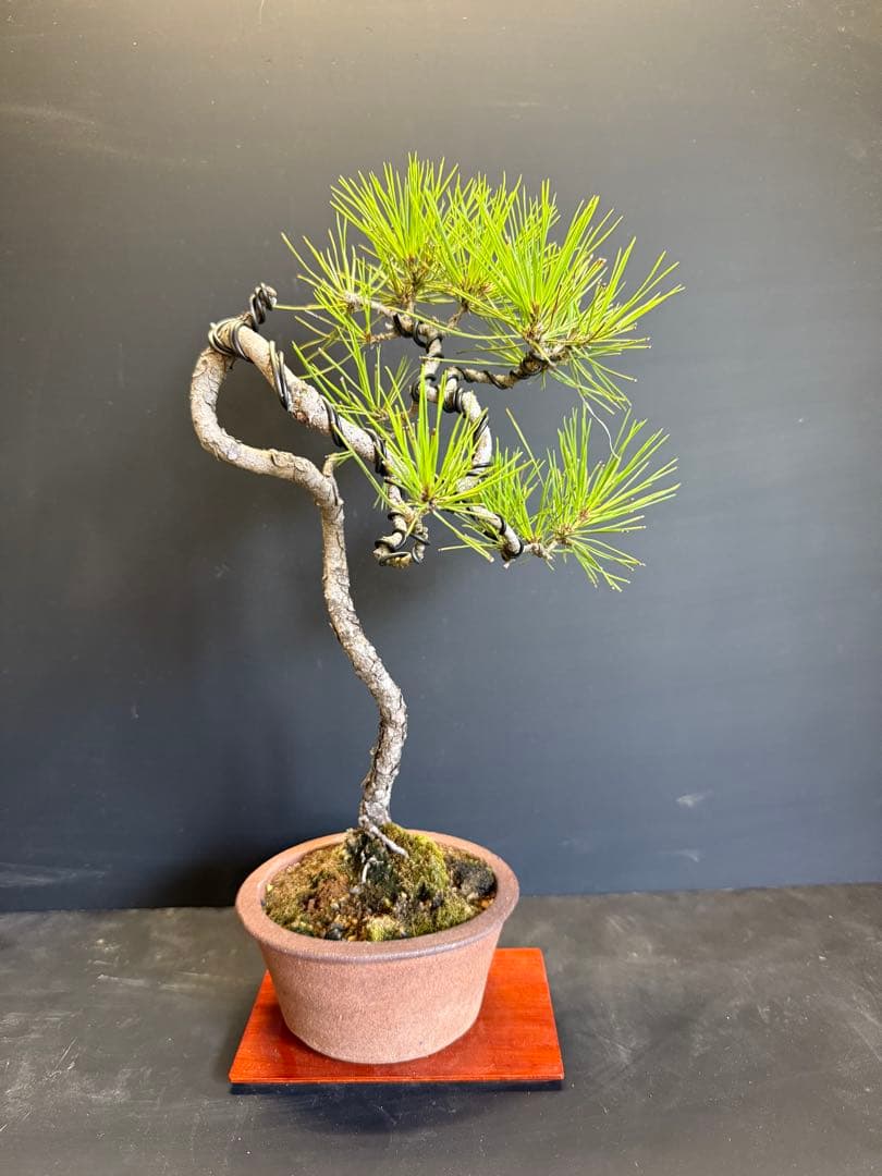赤松文人木盆栽 古さ◎ 自然の風格◎ - メルカリ