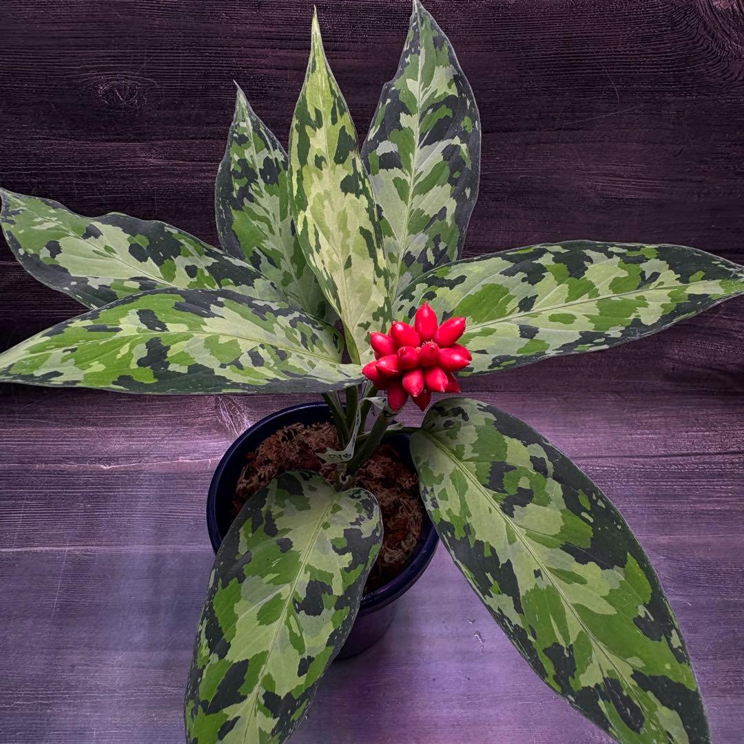 アグラオネマ ピクタム 種 1粒 c1 MBオリジナル 実生 - メルカリ