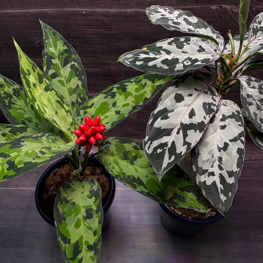 アグラオネマ ピクタム 種 1粒 c1 MBオリジナル 実生 - メルカリ