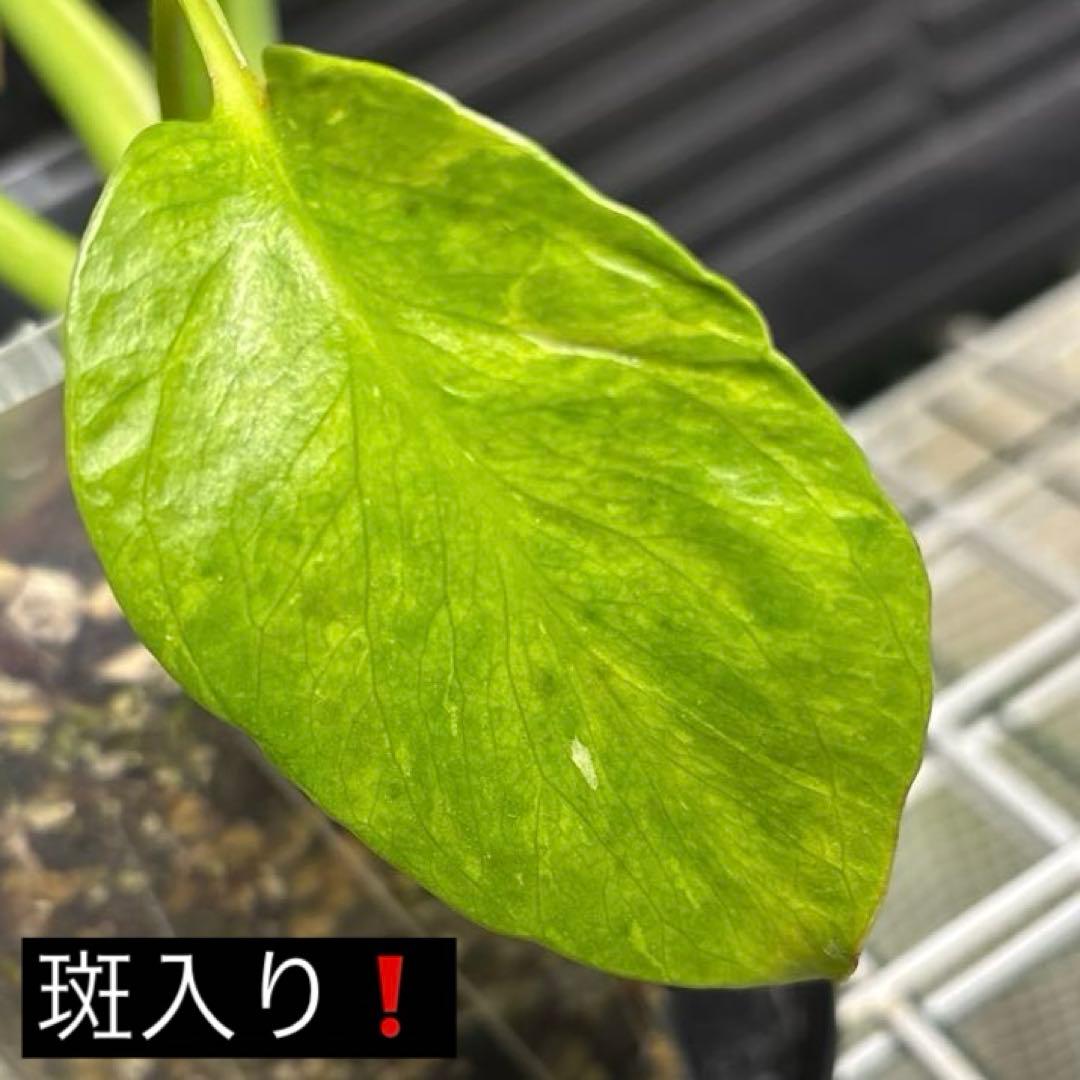 ラスト1 ❗️ レア　モンステラ　デリシオーサ　羅紗丸葉　双頭龍　元斑入り