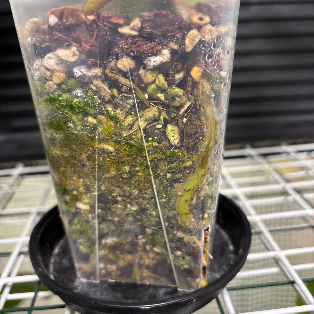 ラスト1 ❗️ レア　モンステラ　デリシオーサ　羅紗丸葉　双頭龍　元斑入り