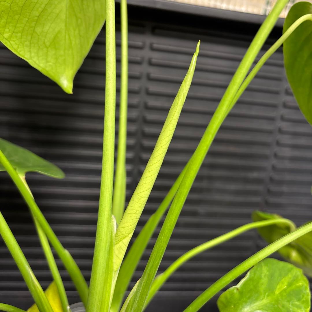 ラスト1 ❗️ レア　モンステラ　デリシオーサ　羅紗丸葉　双頭龍　元斑入り