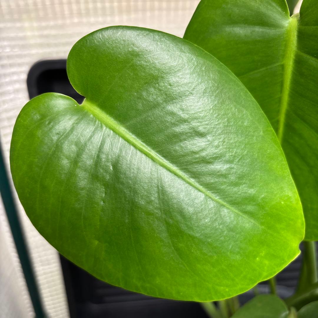 ラスト1 ❗️ レア　モンステラ　デリシオーサ　羅紗丸葉　双頭龍　元斑入り