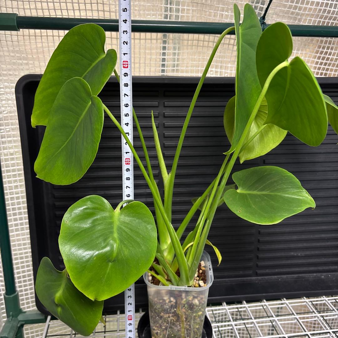 ラスト1 ❗️ レア　モンステラ　デリシオーサ　羅紗丸葉　双頭龍　元斑入り