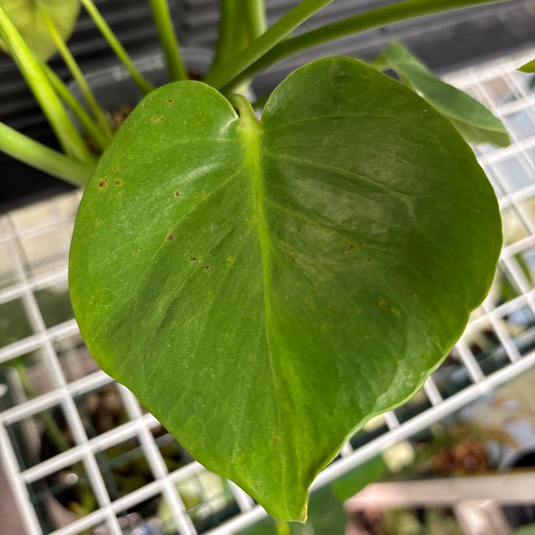 ラスト1 ❗️ レア　モンステラ　デリシオーサ　羅紗丸葉　双頭龍　元斑入り