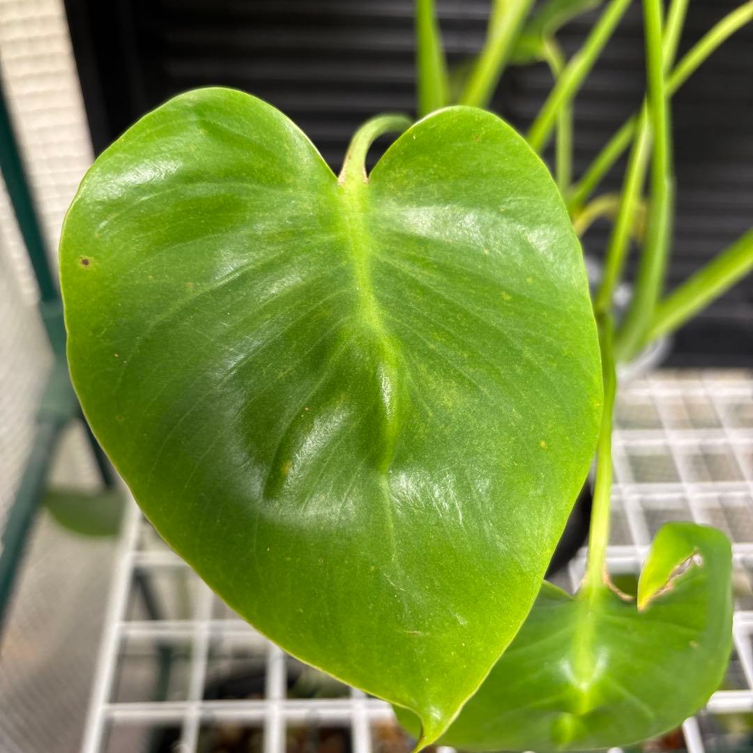 ラスト1 ❗️ レア　モンステラ　デリシオーサ　羅紗丸葉　双頭龍　元斑入り