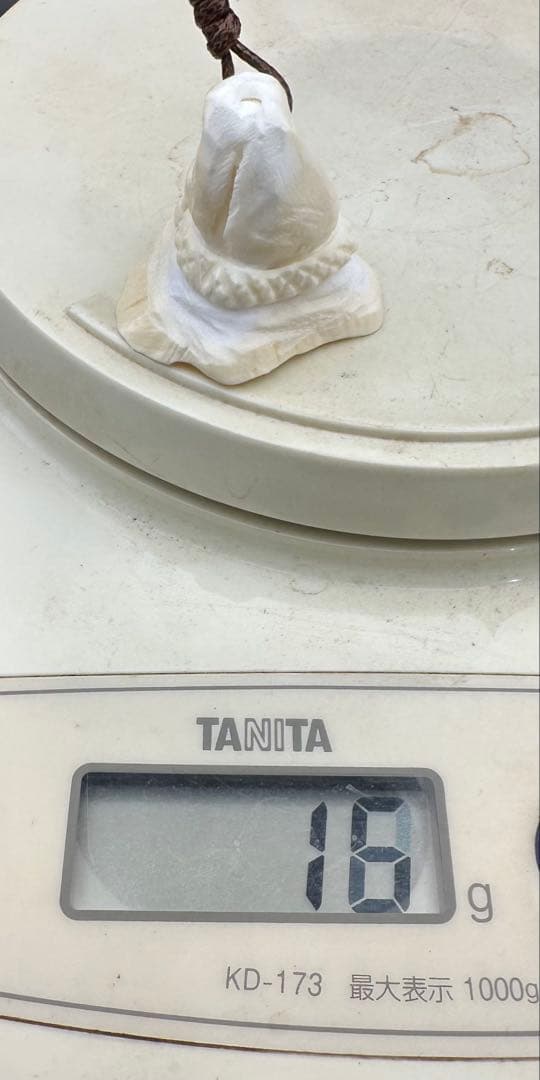 2026.2.15魔女の帽子　カリビアン産コンク貝