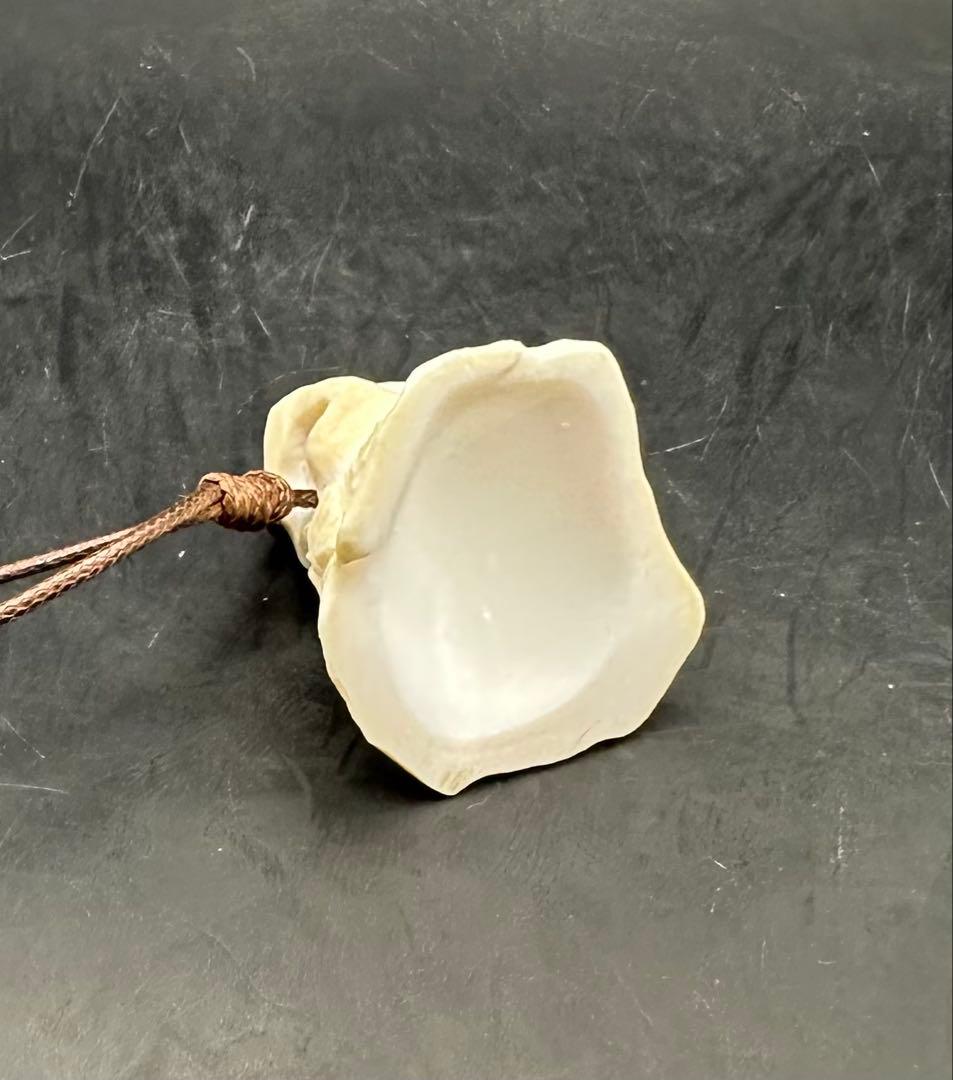 2026.2.15魔女の帽子　カリビアン産コンク貝