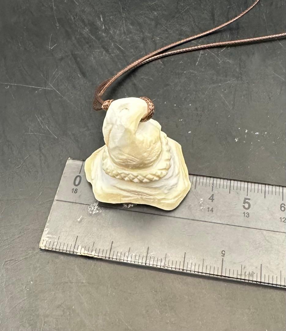 2026.2.15魔女の帽子　カリビアン産コンク貝