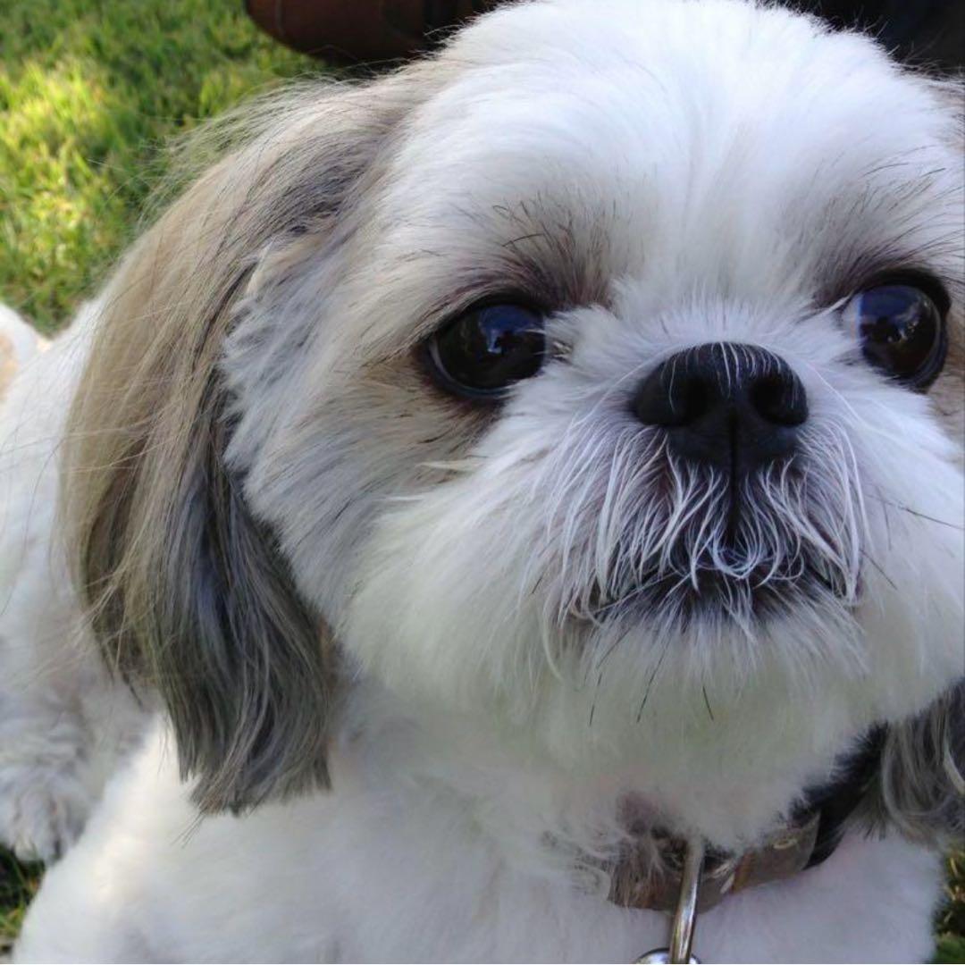 ☆mimi助さん様専用☆羊毛フェルト【シーズー】犬 オーダー メモリアル