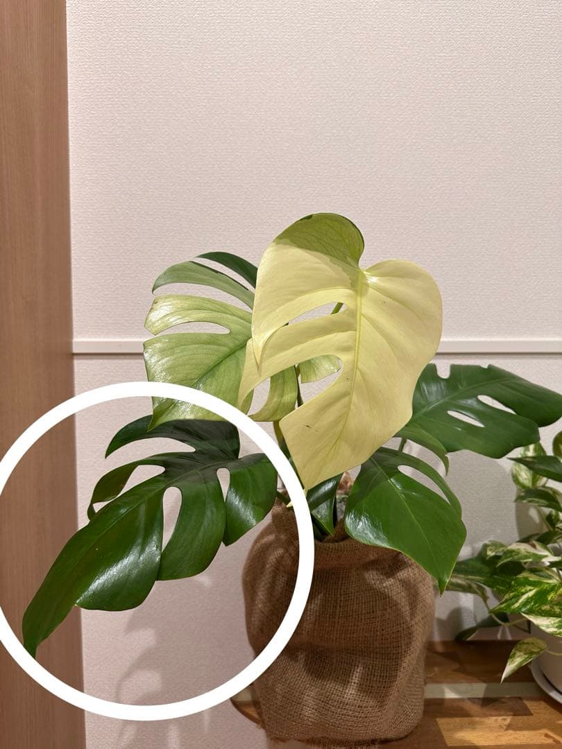 セブブルーミント　モンステラ　しっかり発根済み