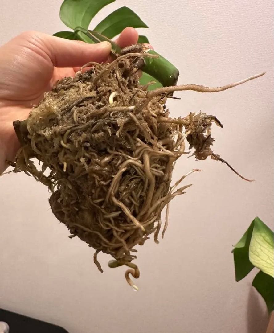 セブブルーミント　モンステラ　しっかり発根済み