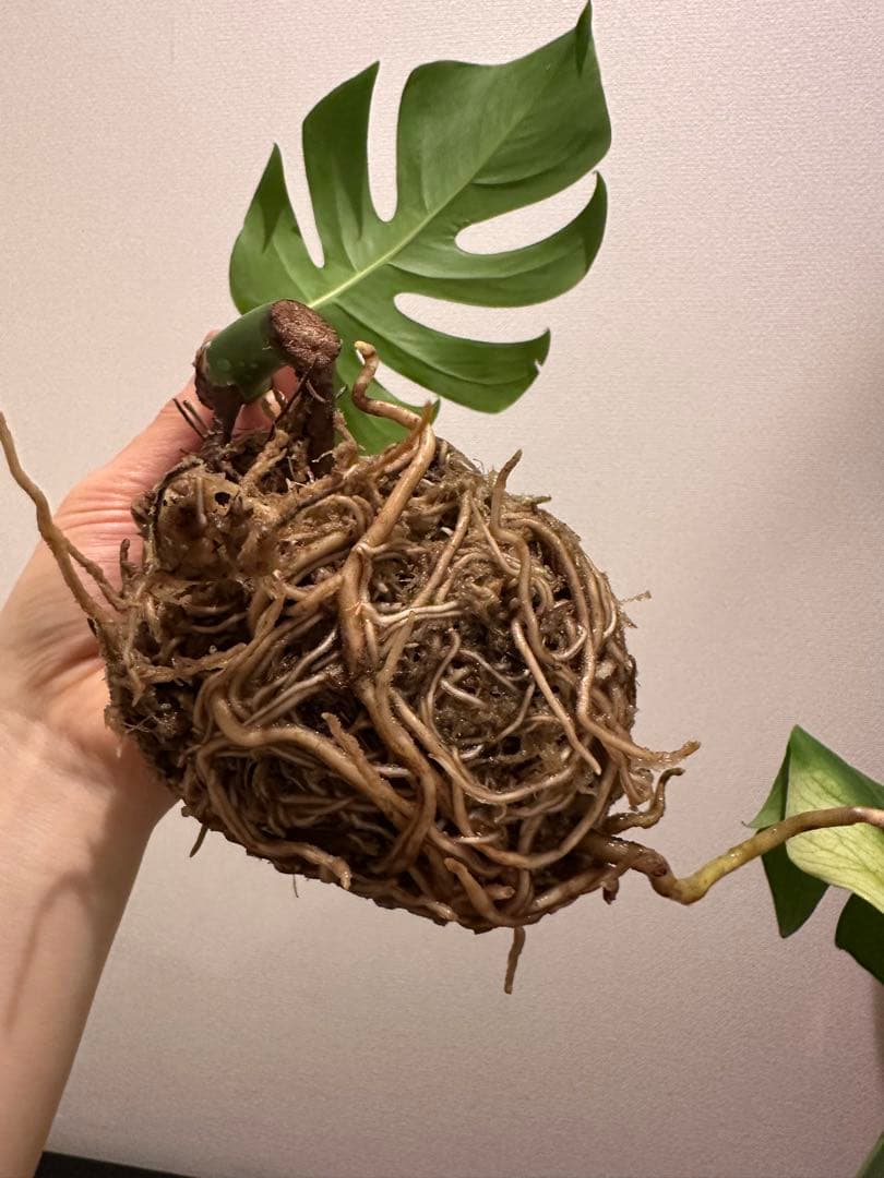 セブブルーミント　モンステラ　しっかり発根済み