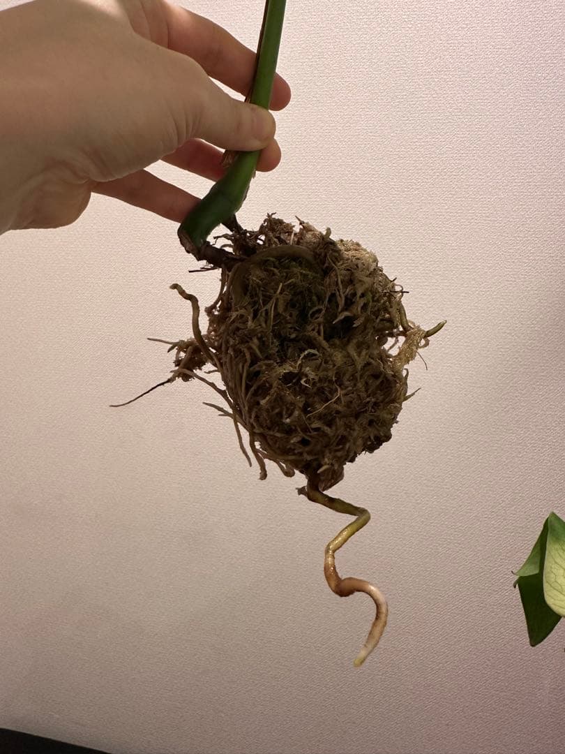 セブブルーミント　モンステラ　しっかり発根済み