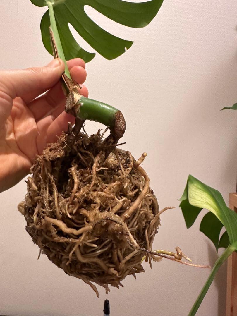 セブブルーミント　モンステラ　しっかり発根済み