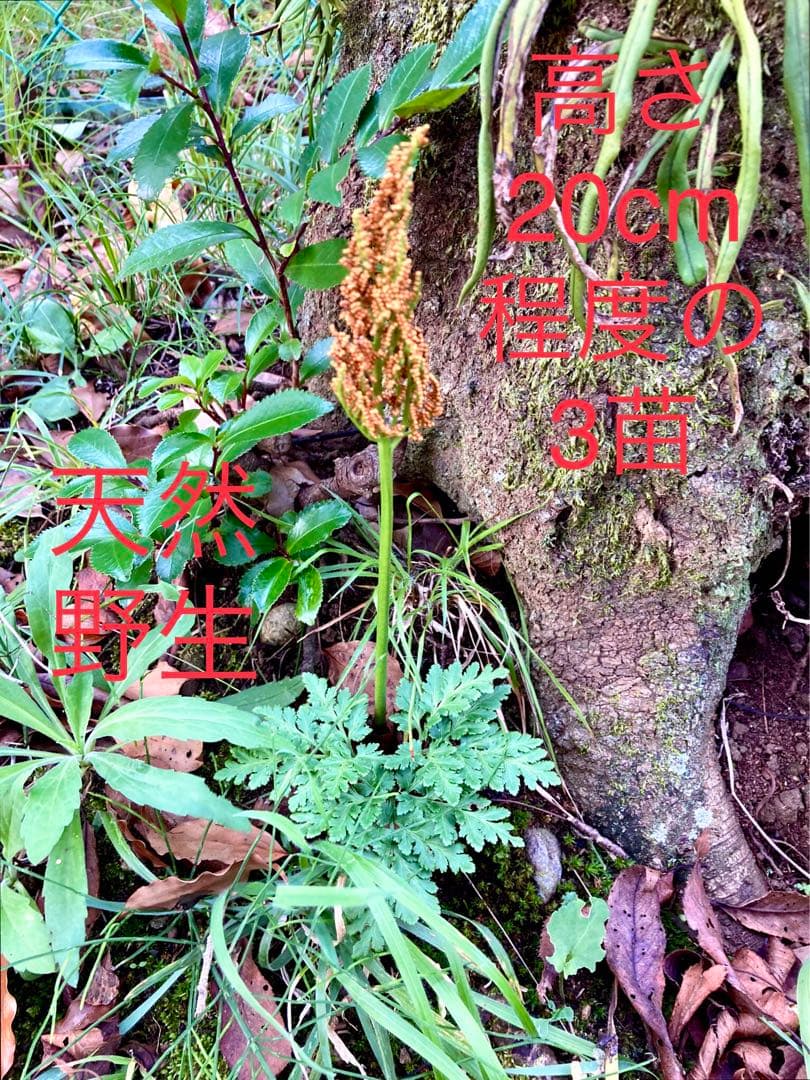 完売　　天然＊野生【寒蕨/カンワラビ/冬の華蕨】山野草/3苗セット価格/抜き苗