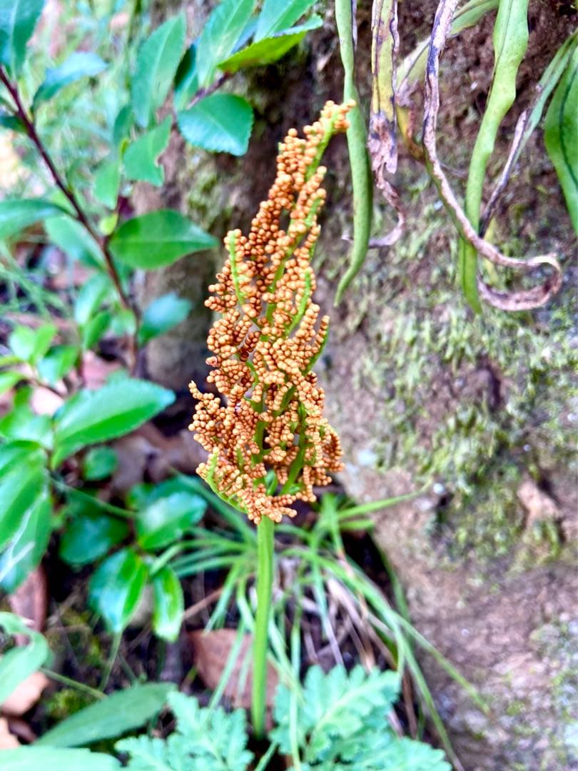 完売　　天然＊野生【寒蕨/カンワラビ/冬の華蕨】山野草/3苗セット価格/抜き苗