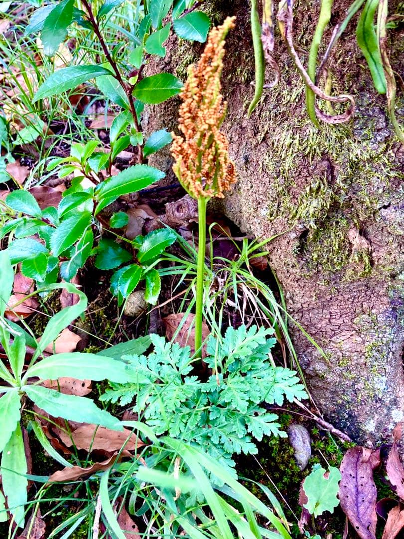 完売　　天然＊野生【寒蕨/カンワラビ/冬の華蕨】山野草/3苗セット価格/抜き苗