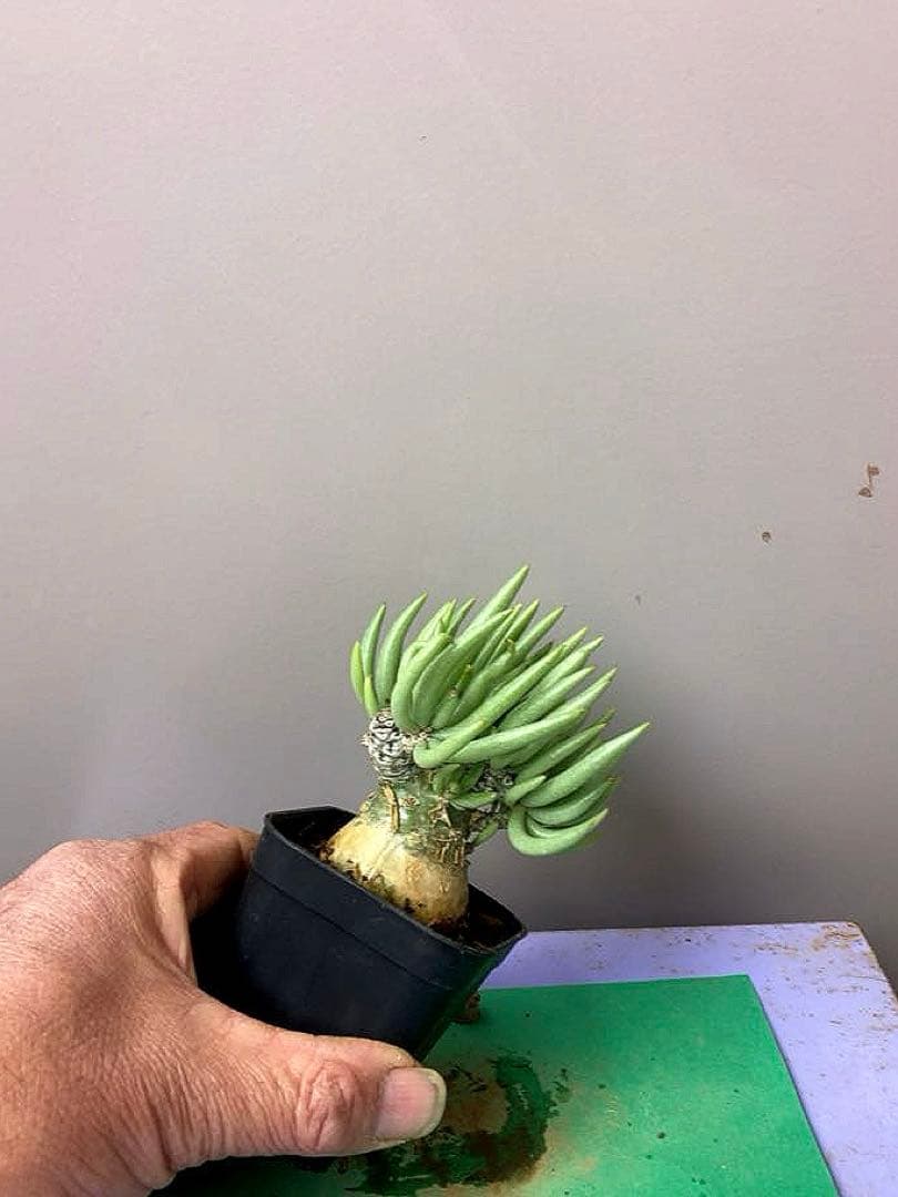 《2.5号OB》チレコドン ベアルソニー