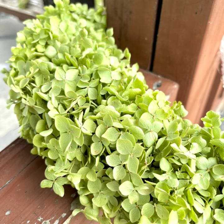 アナベル紫陽花　三日月リース