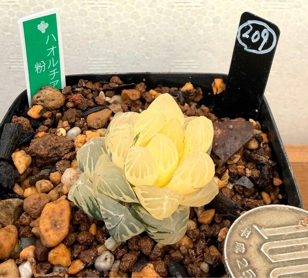 微根発根済‼️極上班‼️多肉植物 ハオルチア オブツーサ錦 水中月錦