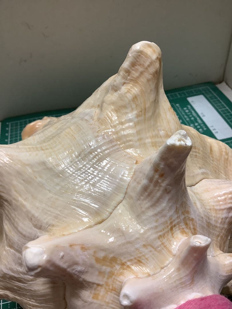 ヤフメリ58・ピンクガイ・法螺貝・山伏・修験者・豊臣兄弟・羽黒山