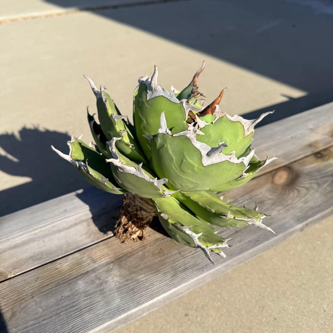 【gocciaplants産】アガベチタノタ寛葉嚴龍(親株)海豹
