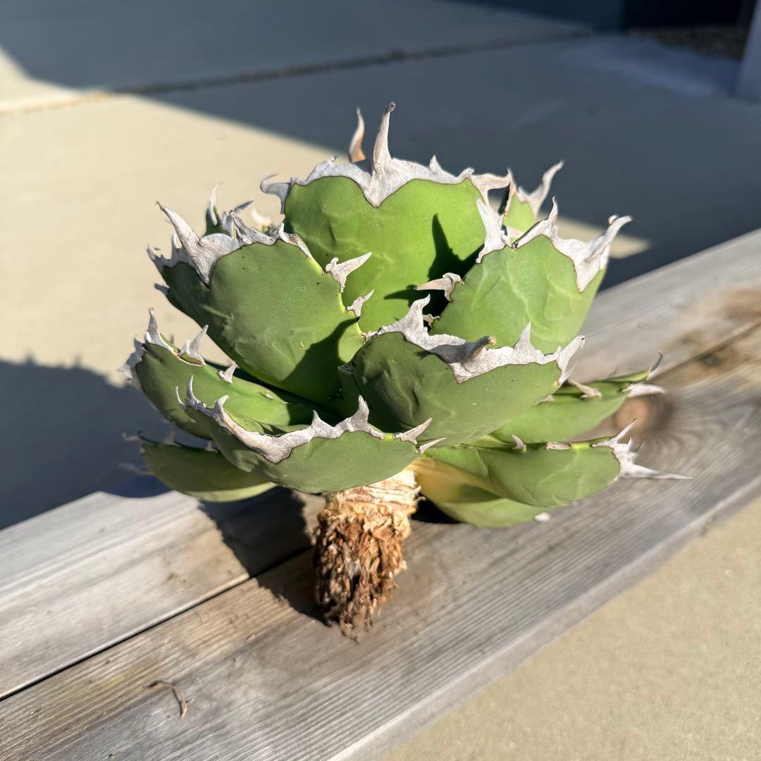 【gocciaplants産】アガベチタノタ寛葉嚴龍(親株)海豹