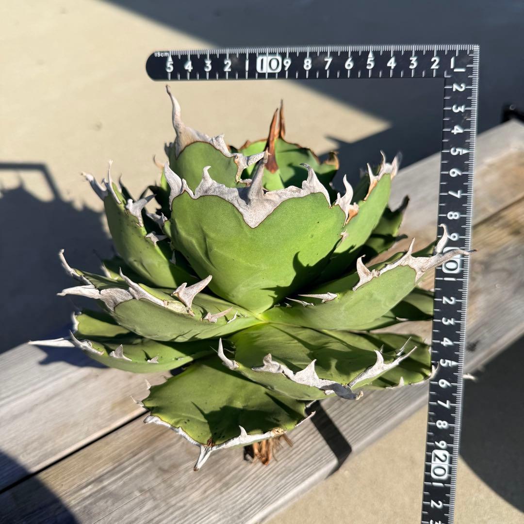【gocciaplants産】アガベチタノタ寛葉嚴龍(親株)海豹