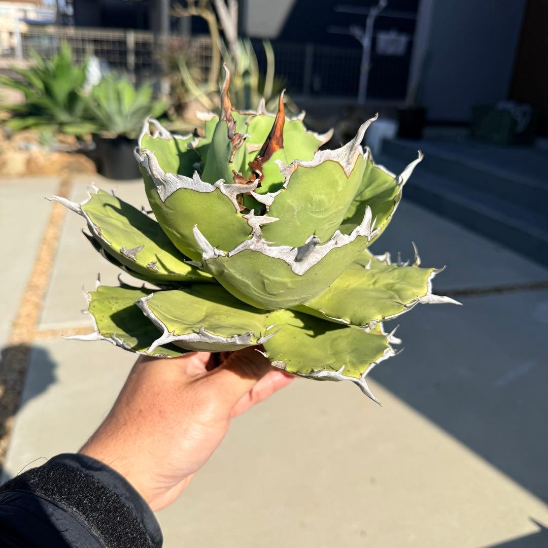 【gocciaplants産】アガベチタノタ寛葉嚴龍(親株)海豹