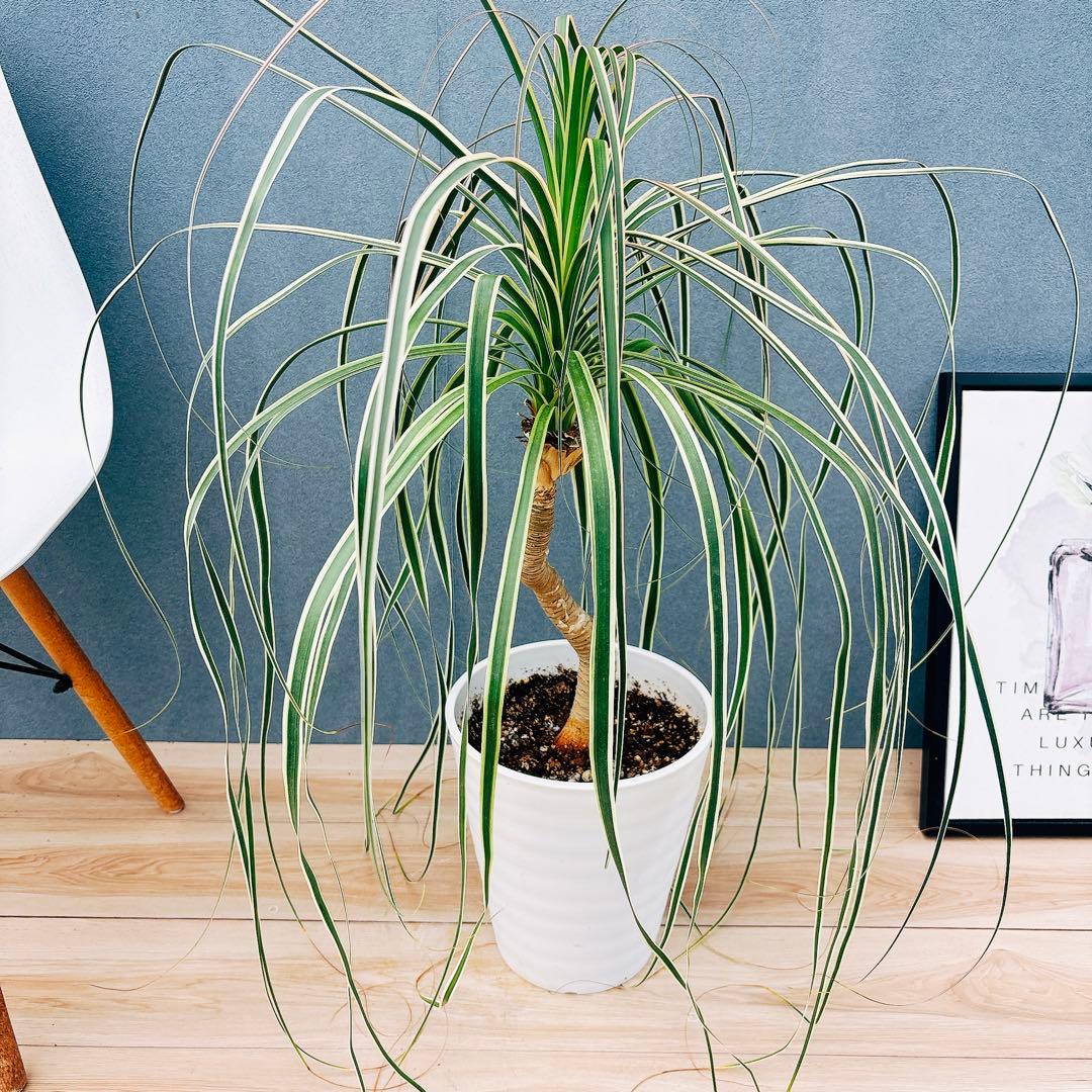 ［現品］【希少】ブコニア　レクルバータ　バリエガータ　7号　観葉植物　室内　レア